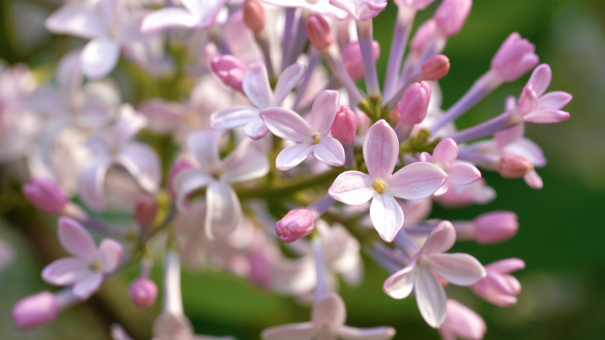 丁香花