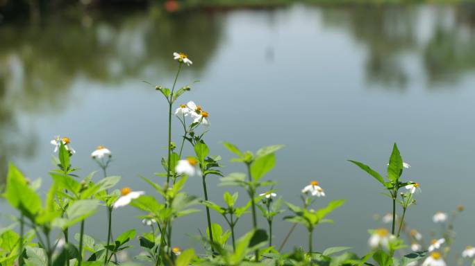 水边的野花，鬼针草