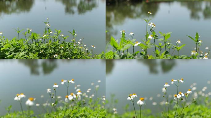 水边的野花，鬼针草