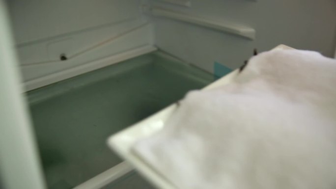 【镜头合集】湿布覆盖梭子蟹螃蟹放入冰箱