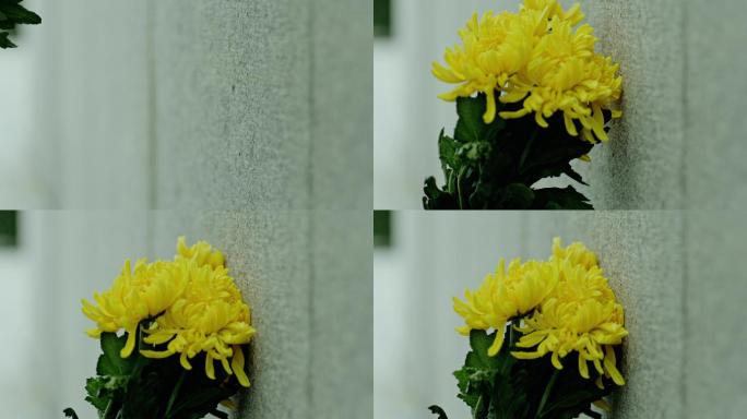 清明节 献花 祭奠 黄菊花