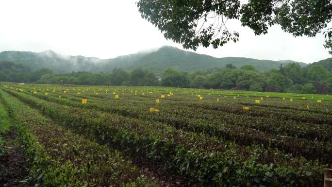 杭州西湖龙井茶园