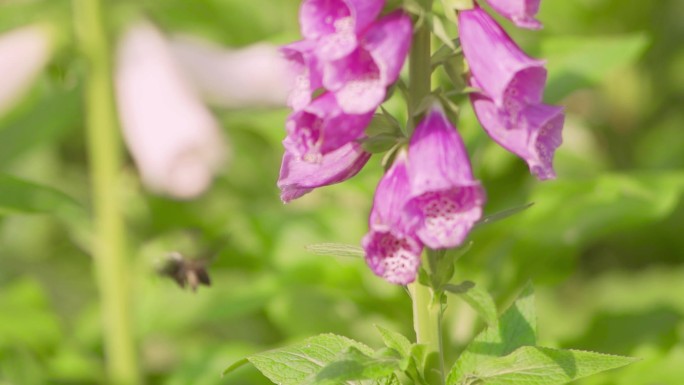 春暖花开忙碌的胡蜂飞舞采蜜