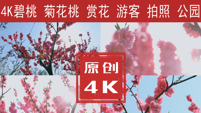 碧桃 菊花桃 桃花4K