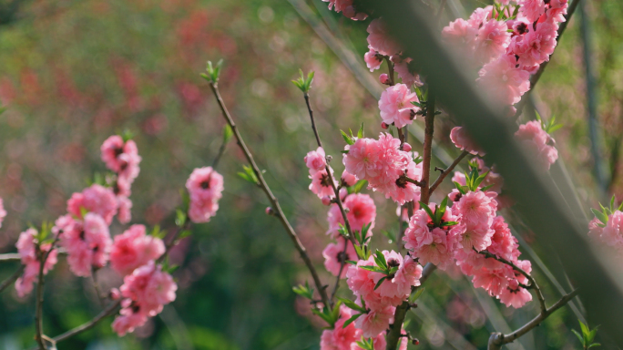 碧桃 菊花桃 桃花4K