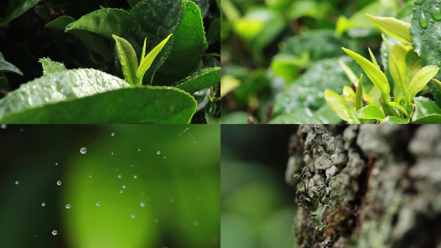 雨后茶树