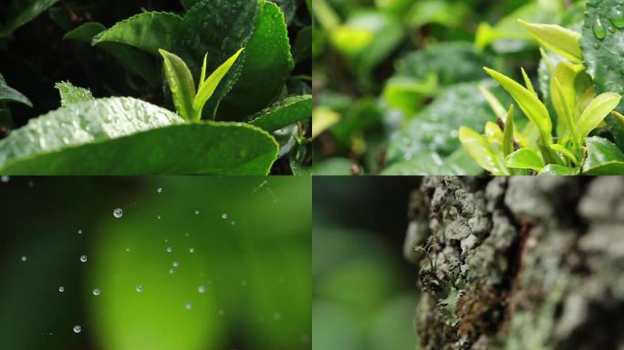 雨后茶树