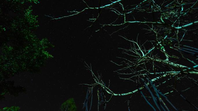 热带森林的星星视频素材