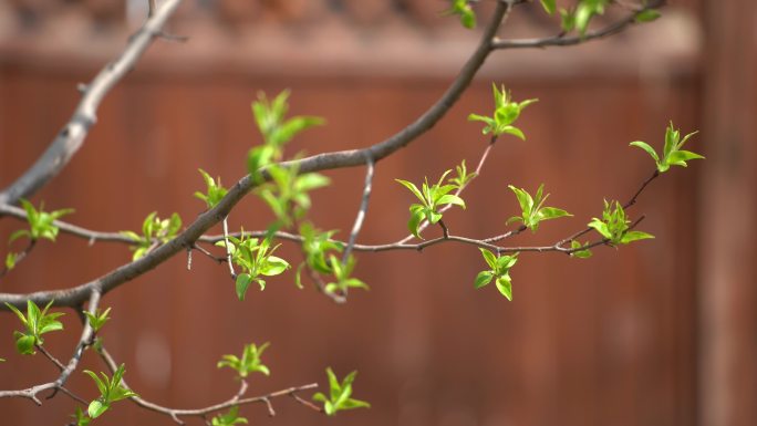 树枝发芽 嫩芽