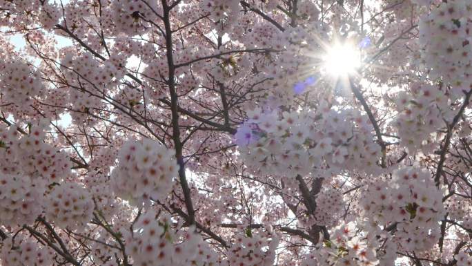 逆光拍摄樱花盛开花满枝头