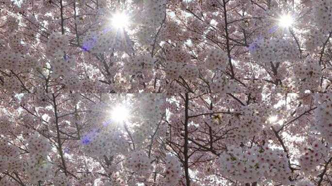 逆光拍摄樱花盛开花满枝头