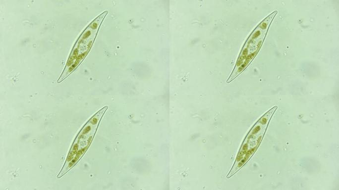 微生物硅藻