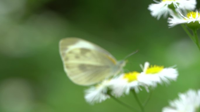 蝴蝶空镜 蝴蝶采蜜