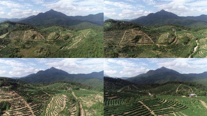 怀集茶场扶贫发展发展云雾茶茶园风光茶生态