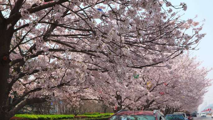 车拍樱花盛开的街道车顶落满樱花花瓣