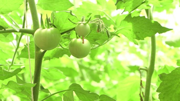 农业种植圣女果番茄西红柿