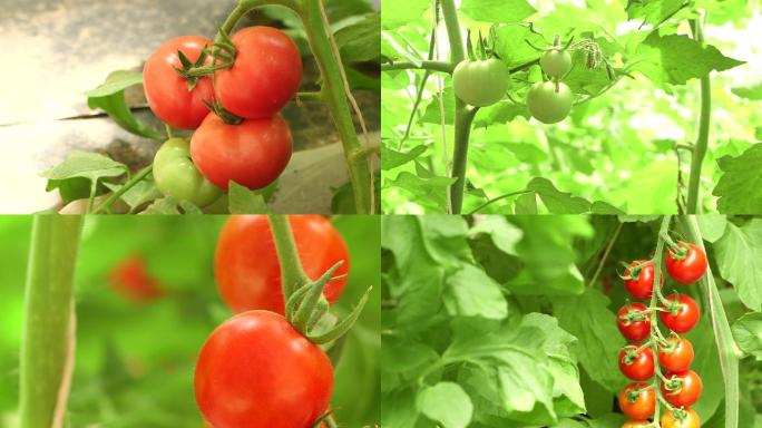 农业种植圣女果番茄西红柿