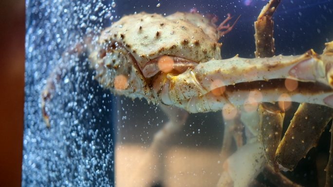 阿拉斯加帝王蟹
