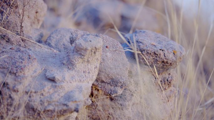 石头荒草石块4K视频素材