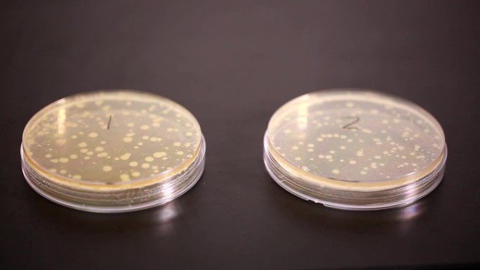【镜头合集】细菌培养基菌群检测细菌