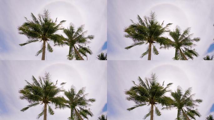 热带椰棕榈树三亚厦门青岛风景海南海岛