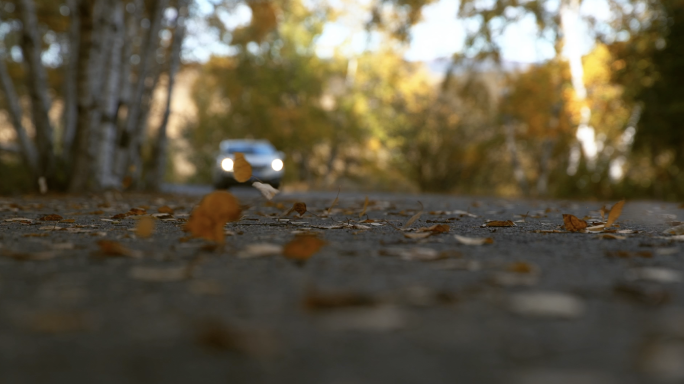 秋风落叶的路上汽车驶过