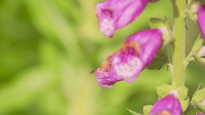 春暖花开忙碌的胡蜂飞舞采蜜