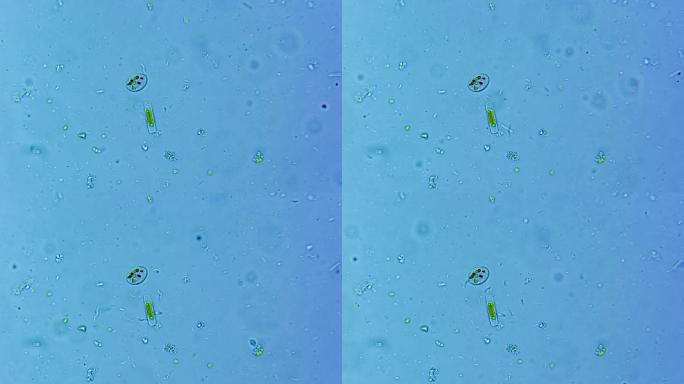 微生物硅藻细菌单细胞原生生物 4