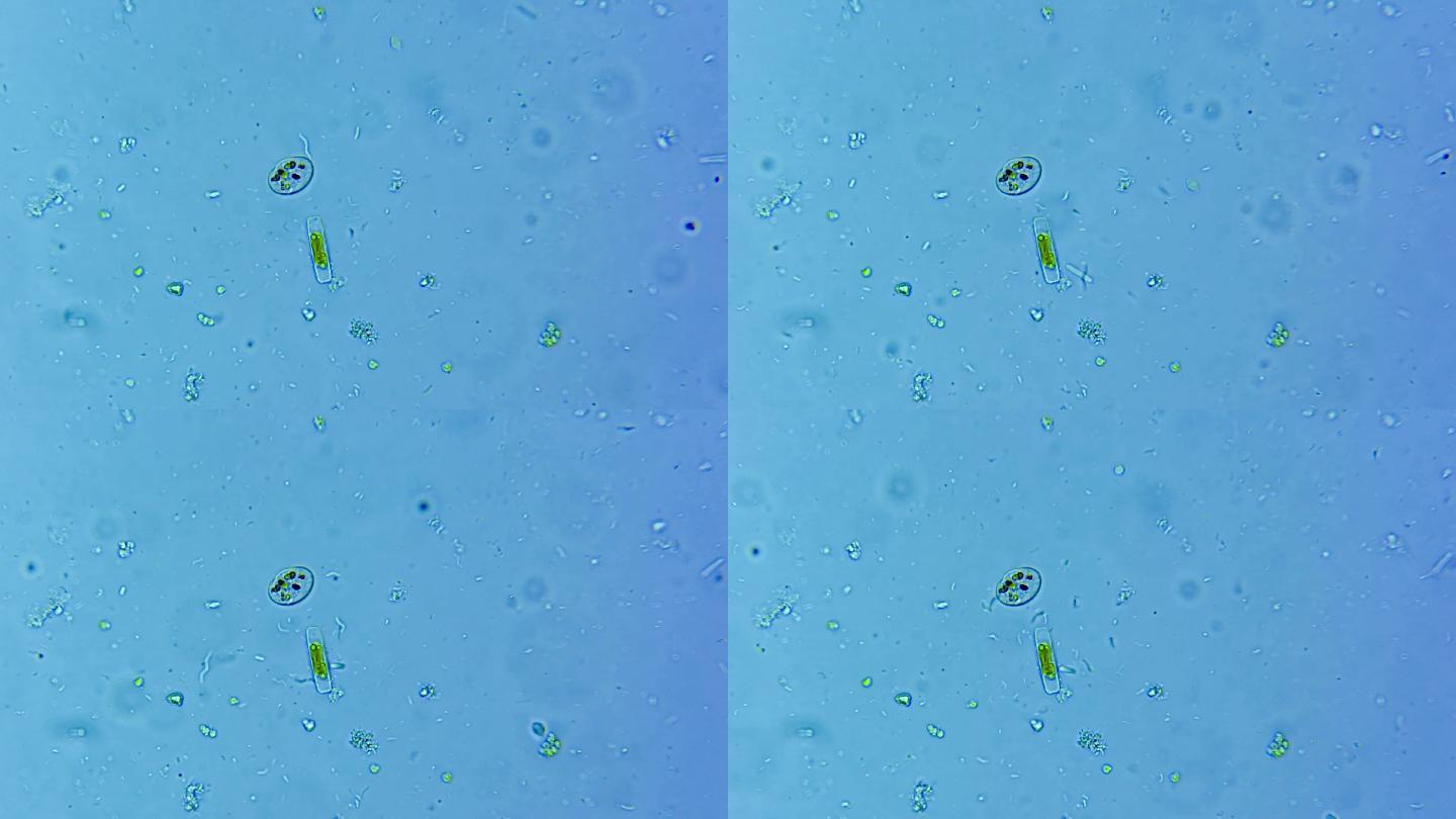 微生物硅藻细菌单细胞原生生物 4