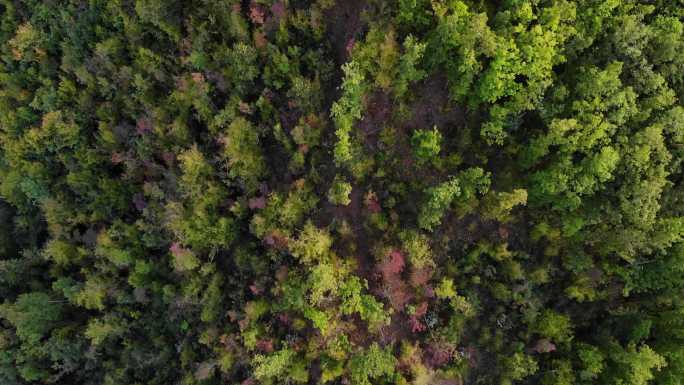 塞尔维亚东部山脉风景湖泊风光延时山河森林