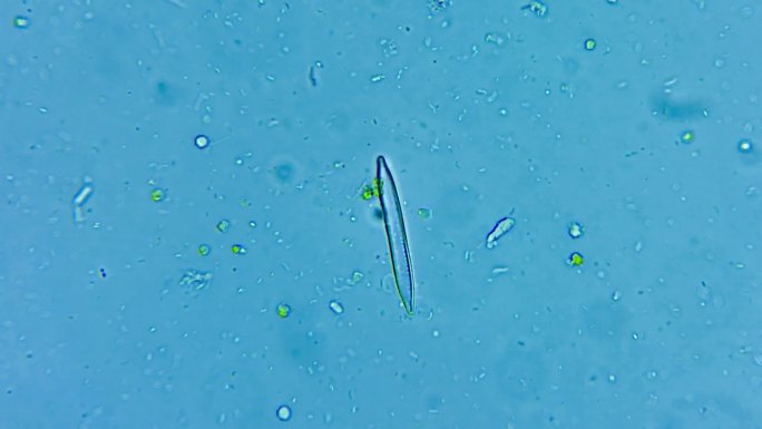微生物硅藻细菌单细胞原生生物 2