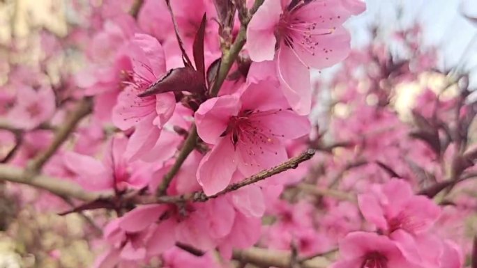 桃花朵朵开