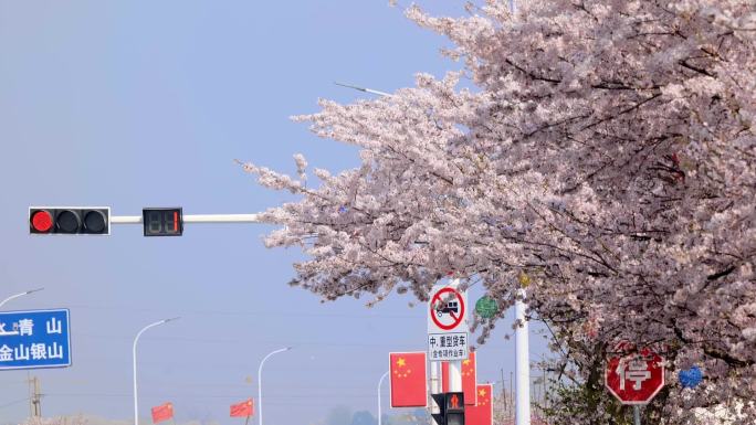 路口信号灯 樱花和红绿灯 春天十字路口