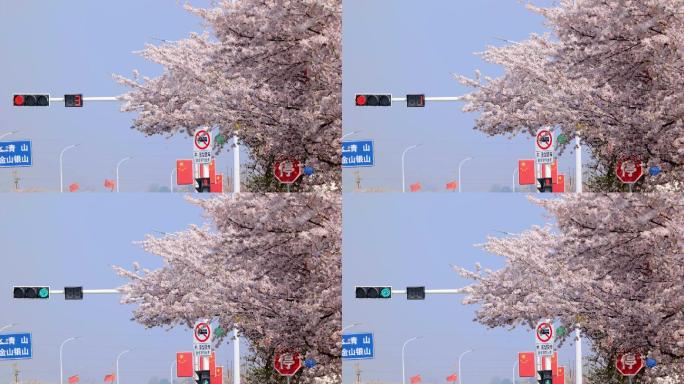 路口信号灯 樱花和红绿灯 春天十字路口