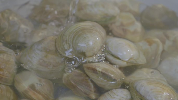 烹饪海鲜食材生蛤蜊特写