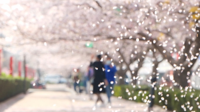 樱花花瓣雨慢镜头花瓣随风飘落