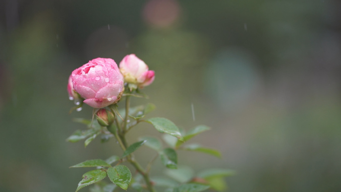 云南春季世博园春季下雨雨滴雨水古建筑