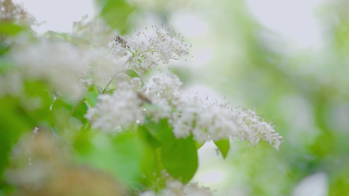 春暖花开生机勃勃欣欣向荣