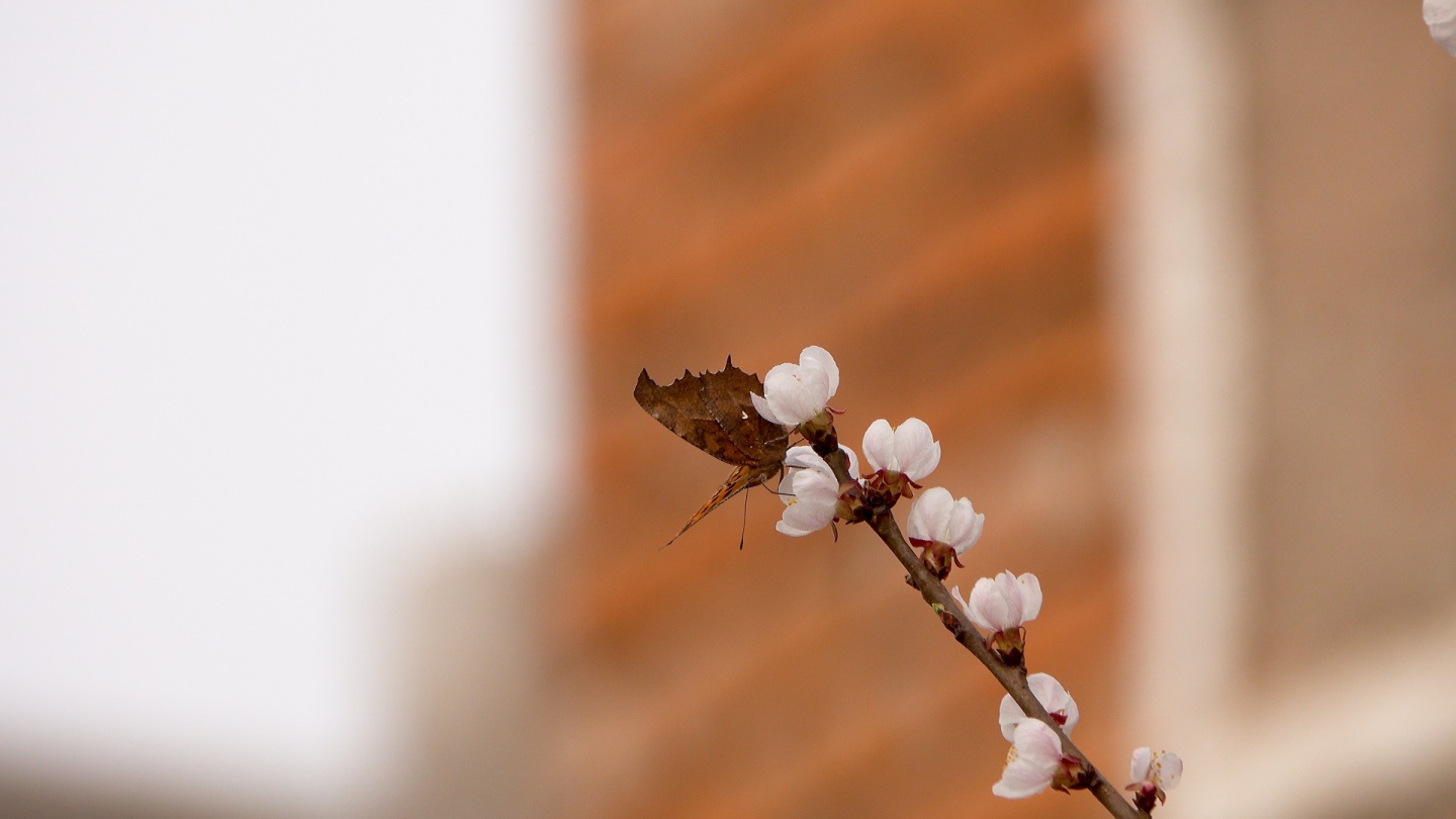 枯叶蝶蝴蝶在杏花上采蜜被蜜蜂吓走了4K