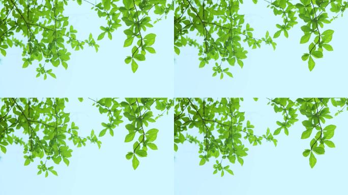 晴天下微风的绿植