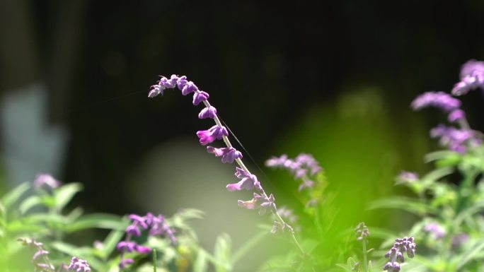 紫色的花朵 阳光下的花朵