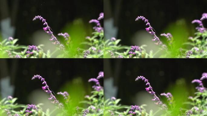 紫色的花朵 阳光下的花朵