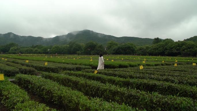 杭州西湖龙井茶园-人物走进茶园