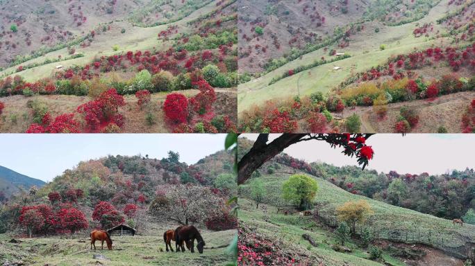 高山牧场