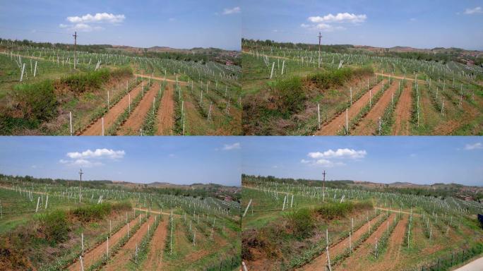 航拍苹果种植基地果园果树B