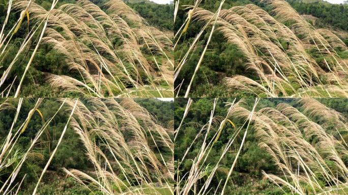 风吹马尾草乡村野草摆动优美旋律