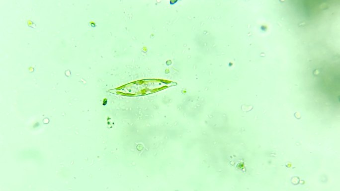 微生物硅藻细菌单细胞原生生物 3