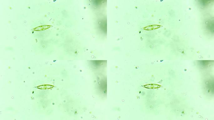微生物硅藻细菌单细胞原生生物 3
