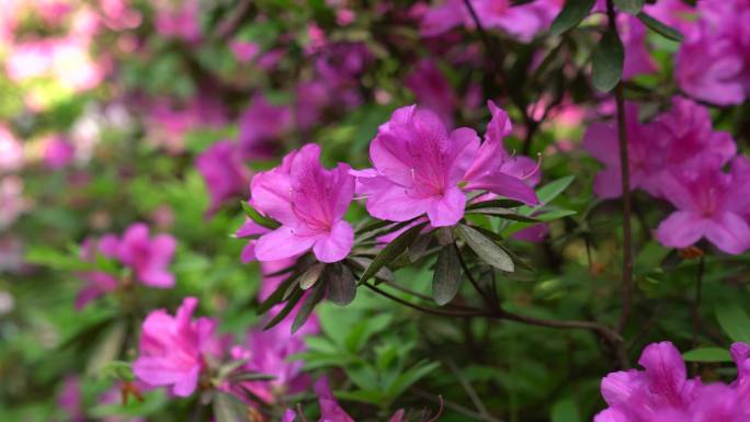 植物园锦绣杜鹃和郁金香