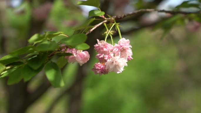 植物园日本晚樱